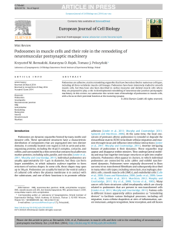 Podosomes in muscle cells and their role in the