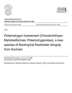 Potamotrygon boesemani