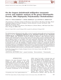 On the largest chelodesmid millipedes: taxonomic review and