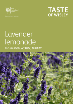 our lavender lemonade recipe