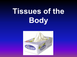 Epithelial Tissue