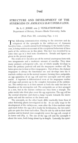 structure and development of the synergids in ammania baccifera linn.