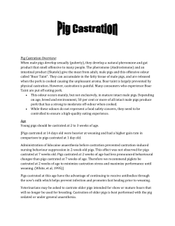 Pig Castration Overview: When male pigs develop sexually (puberty
