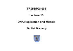 PG1005 Lecture 15 DNA Replication and Mitosis