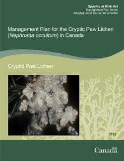 Cryptic Paw Lichen (Nephroma occultum)