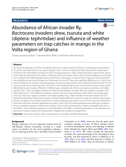 Abundance of African invader fly, Bactrocerainvadens drew, tsuruta