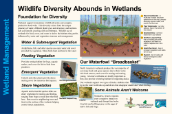 Our Waterfowl &ldquo;Breadbasket&rdquo; - White Mountain Nature Center