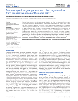 Post-embryonic organogenesis and plant regeneration from tissues