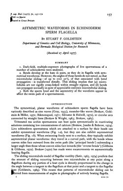 asymmetric waveforms in echinoderm sperm