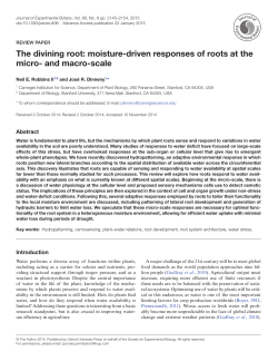 The divining root: moisture-driven responses of roots at the micro
