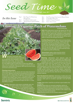 Growing A Vigorous Patch of Watermelons