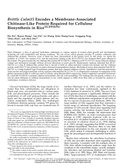 Brittle Culm15 Encodes a Membrane-Associated