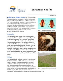 European Chafer - Province of British Columbia