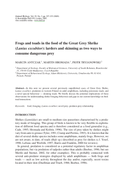Frogs and toads in the food of the Great Grey Shrike (Lanius
