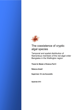 The coexistence of cryptic algal species