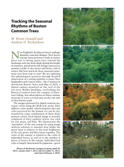 Tracking the Seasonal Rhythms of Boston Common Trees