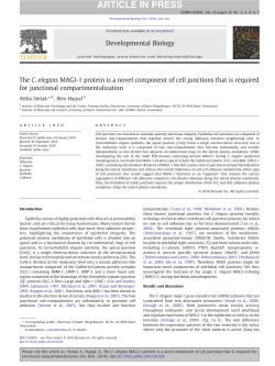 The C. elegans MAGI-1 protein is a novel component of cell