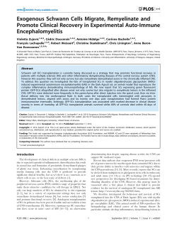 Exogenous Schwann Cells Migrate, Remyelinate and Promote