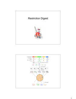 Restriction digest and gel electrophoresis