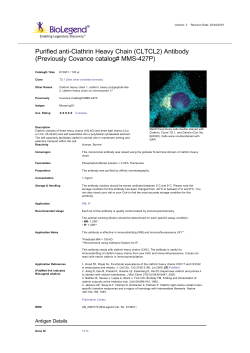 Purified anti-Clathrin Heavy Chain (CLTCL2) Antibody