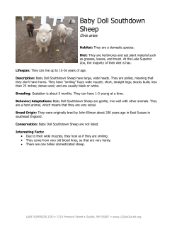 Baby Doll Southdown Sheep