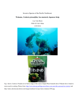 Invasive Species of the Pacific Northwest: Wakame, Unidaria