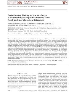 Evolutionary history of the devilrays (Chondrichthyes
