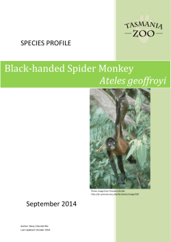 Ateles geoffroyi - Department of Primary Industries, Parks, Water and