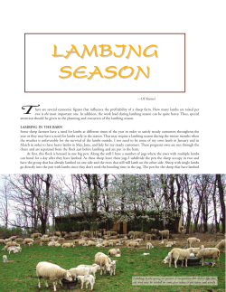 lambing season - White Clover Sheep Farm