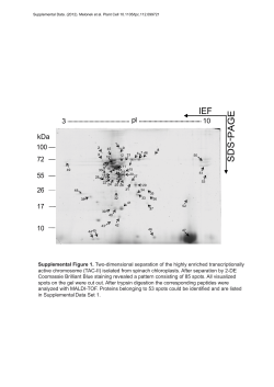 IEF SD S -PAGE - The Plant Cell