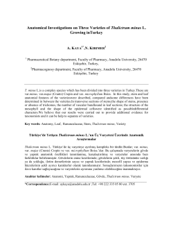 Anatomical Investigations on Three Varieties of Thalictrum minus L