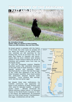 the history of the araucana - past and present
