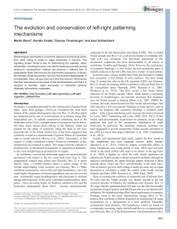 Blum - Development - The Company of Biologists