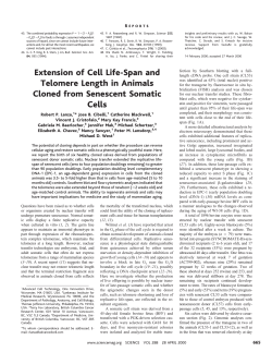 Extension of Cell Life-Span and Telomere Length in Animals Cloned