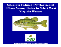 The Impacts of Selenium Exposure on the Development of Fishes in