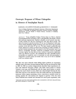 Geotropic Response of Wheat Coleoptiles in
