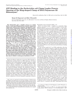ATP Binding to the Escherichia coli Clamp Loader Powers Opening