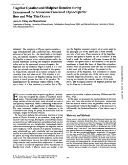 FlageUar Gyration and Midpiece Rotation during Extension of the