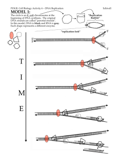 Class14 POGIL DNAreplication Win16