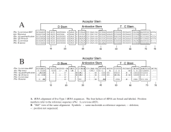 Acceptor Stem D Stem Anticodon Stem TC Stem Y Acceptor Stem D