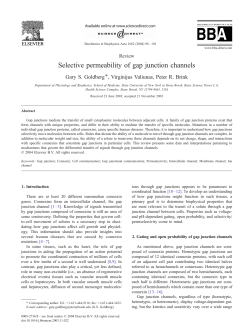 Selective permeability of gap junction channels
