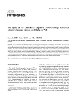 The spore of the Unicellular Organism Nephridiophaga blattellae