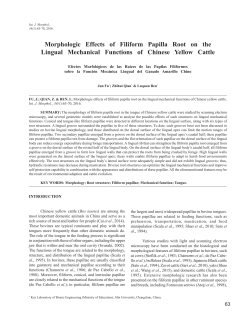 Morphologic Effects of Filiform Papilla Root on the Lingual