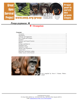 Pongo pygmaeus Orangutan