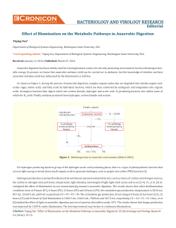 Effect of Illumination on the Metabolic Pathways in Anaerobic