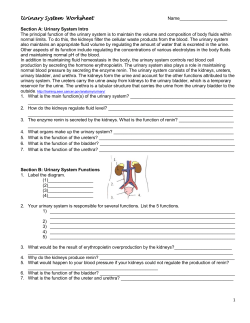 Urinary System Worksheet