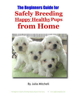 The Beginners Guide for Safely Breeding Happy