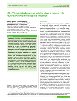 GLUT1-mediated glucose uptake plays a crucial role during