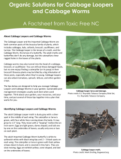 Organic Solutions for Cabbage Loopers and Cabbage Worms