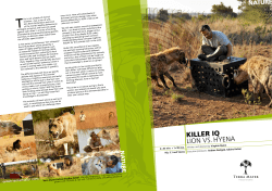 KILLER IQ LION VS. HYENA - Terra Mater Factual Studios